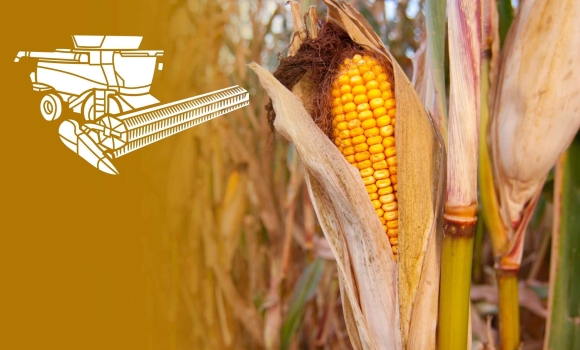 Вінницькі аграрії намолотили 4,8 млн тонн зерна Вінницькі аграрії намолотили 4,8 млн тонн зерна