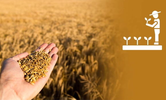 Вінницькі аграрії увійшли до трійки лідерів з валового збору зернових Вінницькі аграрії увійшли до трійки лідерів з валового збору зернових