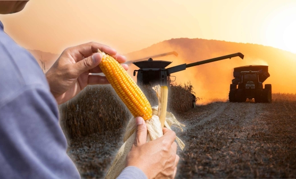 Вінницькі аграрії вже зібрали близько 80% пізніх культур, триває молотьба кукурудзи