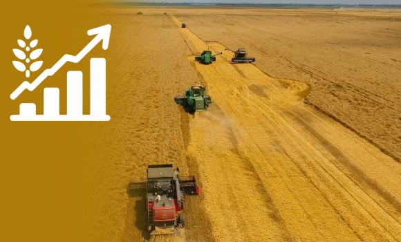 Вінницькі аграрії зібрали майже 8% врожаю ранніх зернових
