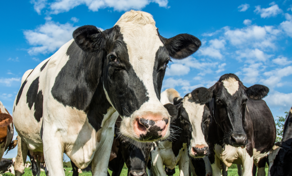 Вінницькі фермери попри війну збільшують поголів'я високопродуктивних корів