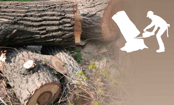 Вінницькі лісівники відшкодують державі 2,5 мільйони, бо знехтували обов'язками