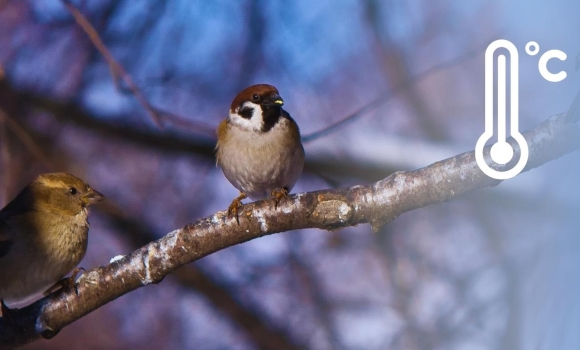 Вінницьку область накриє антициклон, який і визначить погоду 9 березня Вінницьку область накриє антициклон, який і визначить погоду 9 березня