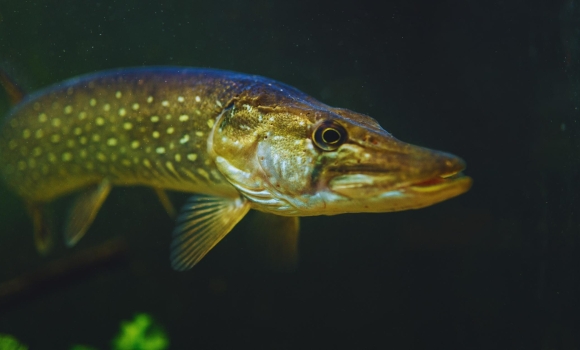Вінницьким рибалкам нагадали вилов щуки — під забороною Вінницьким рибалкам нагадали вилов щуки — під забороною