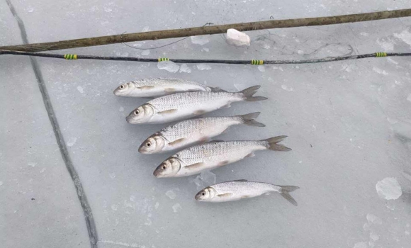 Вінницький браконьєр сплатить за червонокнижну рибу - 50 тис. грн Вінницький браконьєр сплатить за червонокнижну рибу - 50 тис. грн