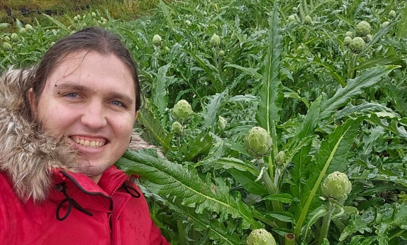 Вінницький фермер забезпечує понад 20% українського попиту на артишоки