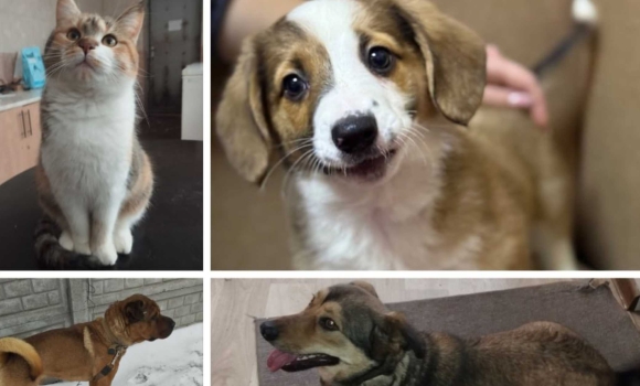 Вінницький муніципальний притулок для тварин підбив підсумки 2025 року