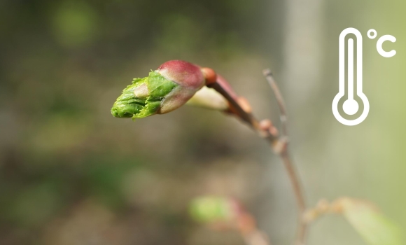 Вінниця потрапила у другу хвилю потепління. Чи слід хвилюватись про дощі, знають синоптики Вінниця потрапила у другу хвилю потепління. Чи слід хвилюватись про дощі, знають синоптики