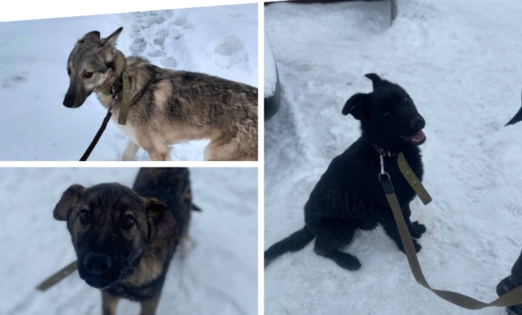 Вірний друг чекає вас у Вінницькому муніципальному притулку для тварин