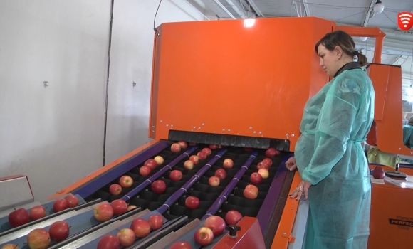 Вирощені у агрокомплексі Вінниччина яблука готують до експорту - війна поставила нові виклики