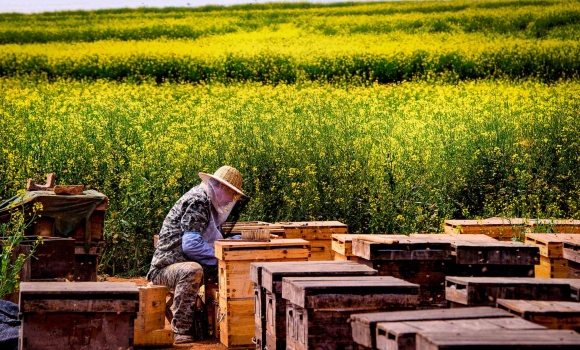 Вісім бджолярів отримають фінансову підтримку з вінницького бюджету