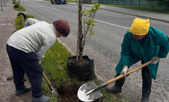 Вздовж Сабарівського шосе у Вінниці висадили 130 болотяних дубів