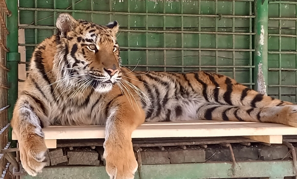 Ягуар та тигриця, яких Подільський зоопарк евакуював з Одещини, знайшли опікунів