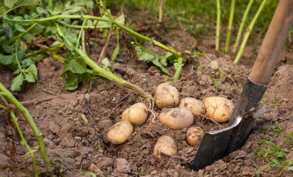 Рекорди Вінницької області вже не у бізнесі й медицині, а у картоплі з буряком