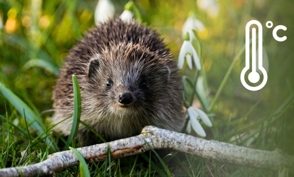 Як довго ще протримаються холодні ночі та ранки синоптики втішають вінничан