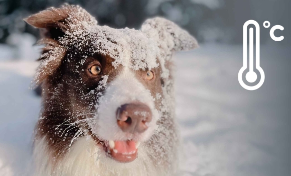 Як довго триватиме снігова хуртовина на Вінниччині - прогнозують синоптики