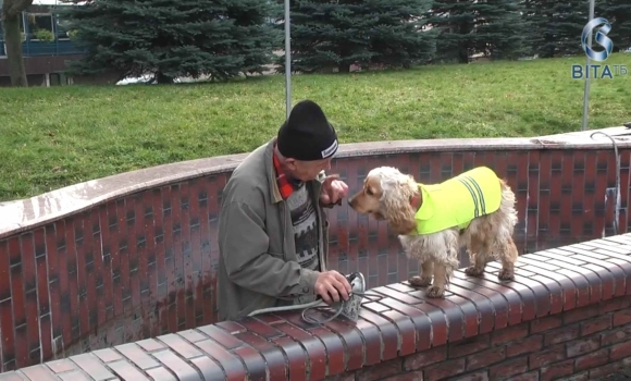 Як кокер-спанієль допомагає господарю доглядати вінницькі фонтани Як кокер-спанієль допомагає господарю доглядати вінницькі фонтани