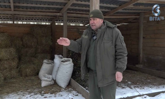 Як лісівники Вінниччини взимку підгодовують взимку диких тварин
