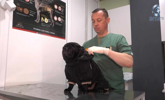 Як одягнути собаку взимку поради ветеринарів для захисту домашніх улюбленців від холод