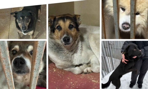 Як прихистити собаку з Вінницького муніципального притулку для тварин