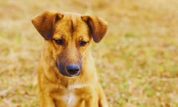Як розшукати загубленого домашнього улюбленця поради кінологів і ветеринарів