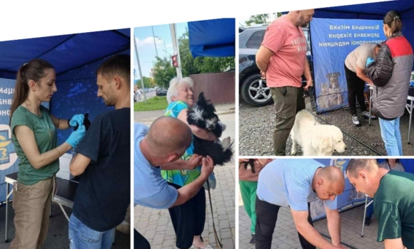 Як та скільки тварин у приватному секторі Вінниці безкоштовно вакцинували від сказу