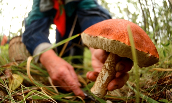Як уникнути отруєння грибами - поради вінничанам