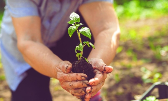 Як Вінницька громада розвиває власний аграрний сектор і якими здобутками вже може похвалитись