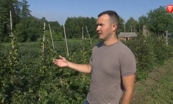 Які гігантські ягоди, вирощені на Вінниччині, купують у Європі