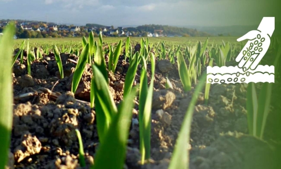 Ярими зерновими на Вінниччині планують засіяти майже пів мільйона гектарів