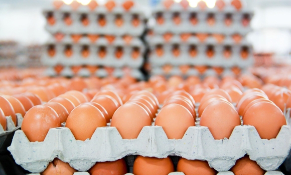 Промислове виробництво яєць впало, але Вінниччина й досі у ТОП-5