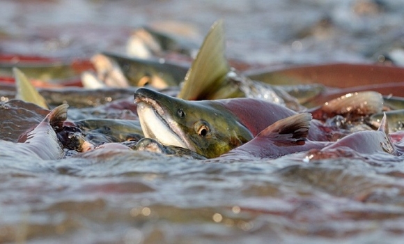 У період нересту риби на Вінниччині продовжують рейдові перевірки