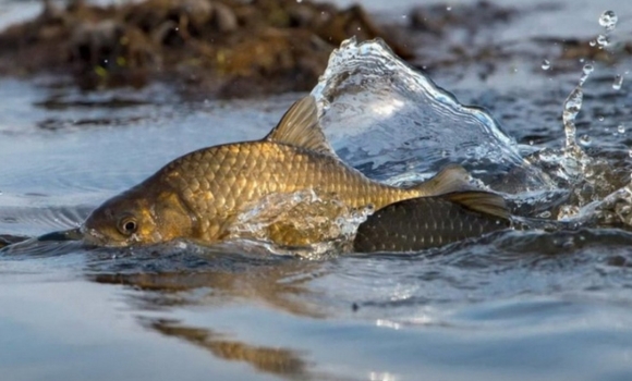 З 1 квітня у Вінницькій області стартує нерестова заборона на вилов риби