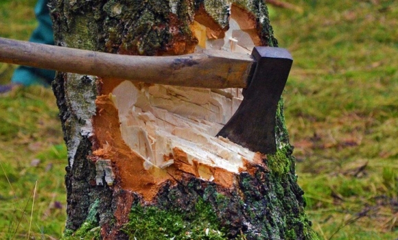 За незаконну порубку у заказнику вінницький лісгосп відшкодував 1 млн грн