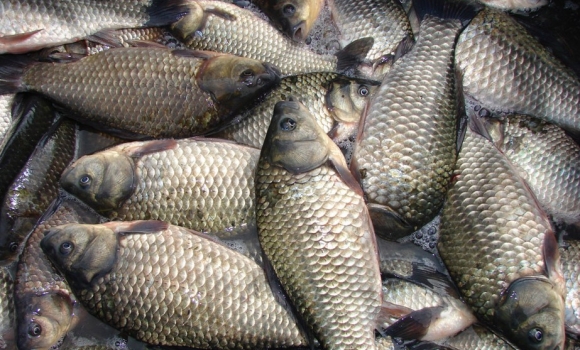 За січень на Вінниччині провели 16 рибоохоронних рейдів
