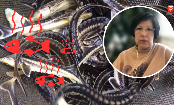 Загибель 9 тонн риби у Ладижині власники пов’язують зі шкідливими викидами у воду