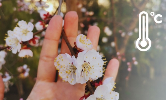 Заморозки на Вінниччині чи вистояли посіви та яка доля чекає на майбутній урожай фруктів