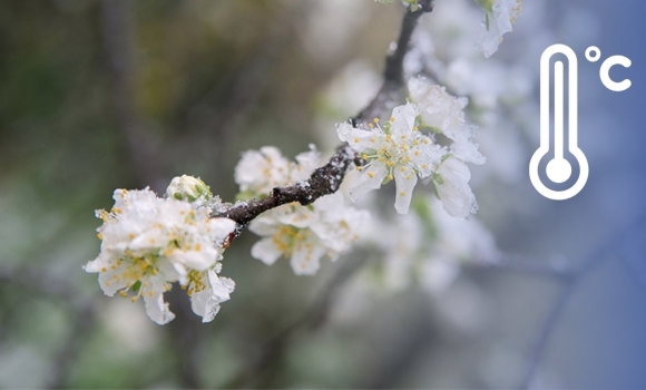 Заморозки в повітрі метеорологи терміново звернулися до жителів Вінниці та області