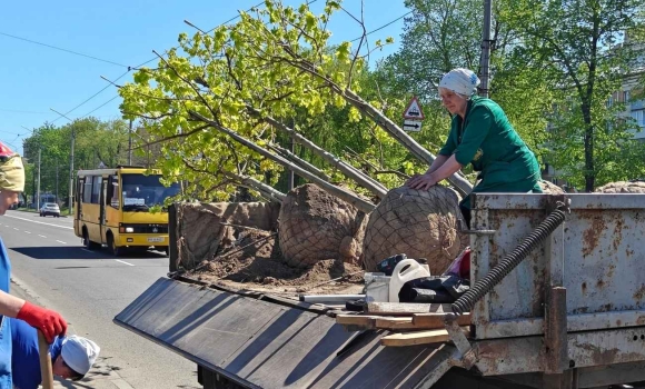 Зелений щит від спеки на вулицях Вінниці з’явилися сотні нових дерев
