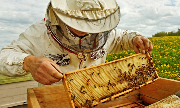 Житель Барської громади виплатить компенсацію сусідці за набридливих бджіл