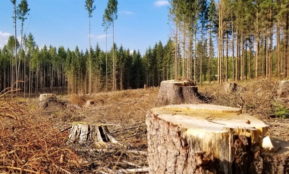 Житель Калинівщини сплатить понад сім тисяч гривень за вирубку трьох дерев