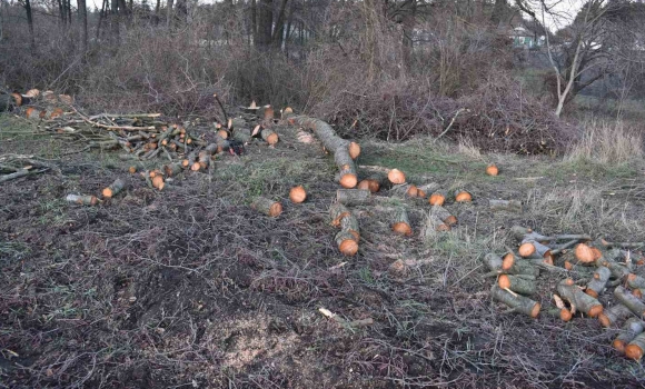 Житель Вінниччини сплатить понад 15 тис. грн штрафу за вирубані дерева
