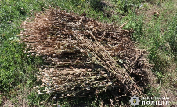Жителька Томашпільщини вирощувала понад 300 рослин снотворного маку