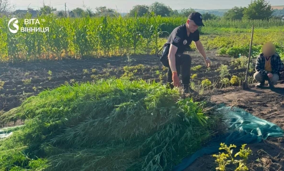 Житель Гайсинського району вирощував наркорослини — поліція вилучила посів