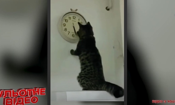 Котик перевів годинник, щоб раніше повечеряти