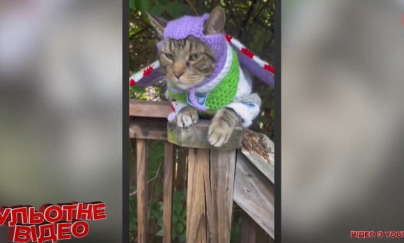 Котик у милому костюмі готується захищати галактику: добірка кумедних відео про тварин