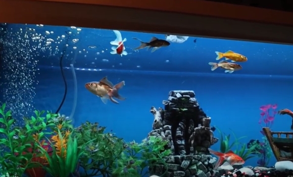 Як доглядати за акваріумом?