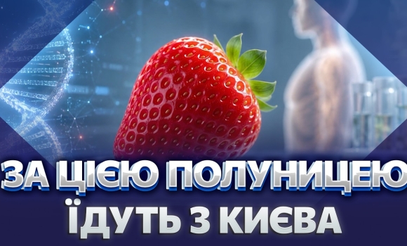 Embedded thumbnail for Велика полуниця — це хімія? Секрет найсолодшої ягоди Вінниччини. Як рятують врожай від негоди