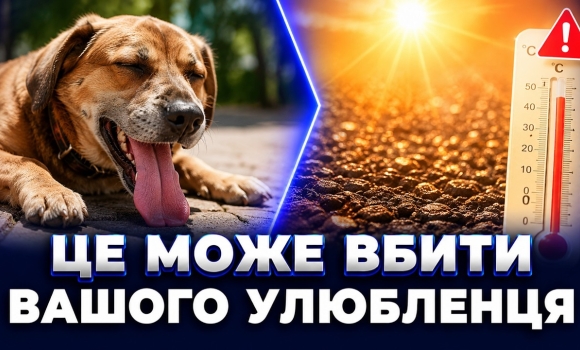 Embedded thumbnail for Будьте обережними: ветеринари попередили про смертельну небезпеку. Фатальні помилки власників