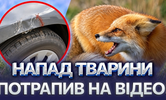 Embedded thumbnail for Лисиця накинулась на людину: пошкодила автомобіль. Чоловіку довелось відбиватися